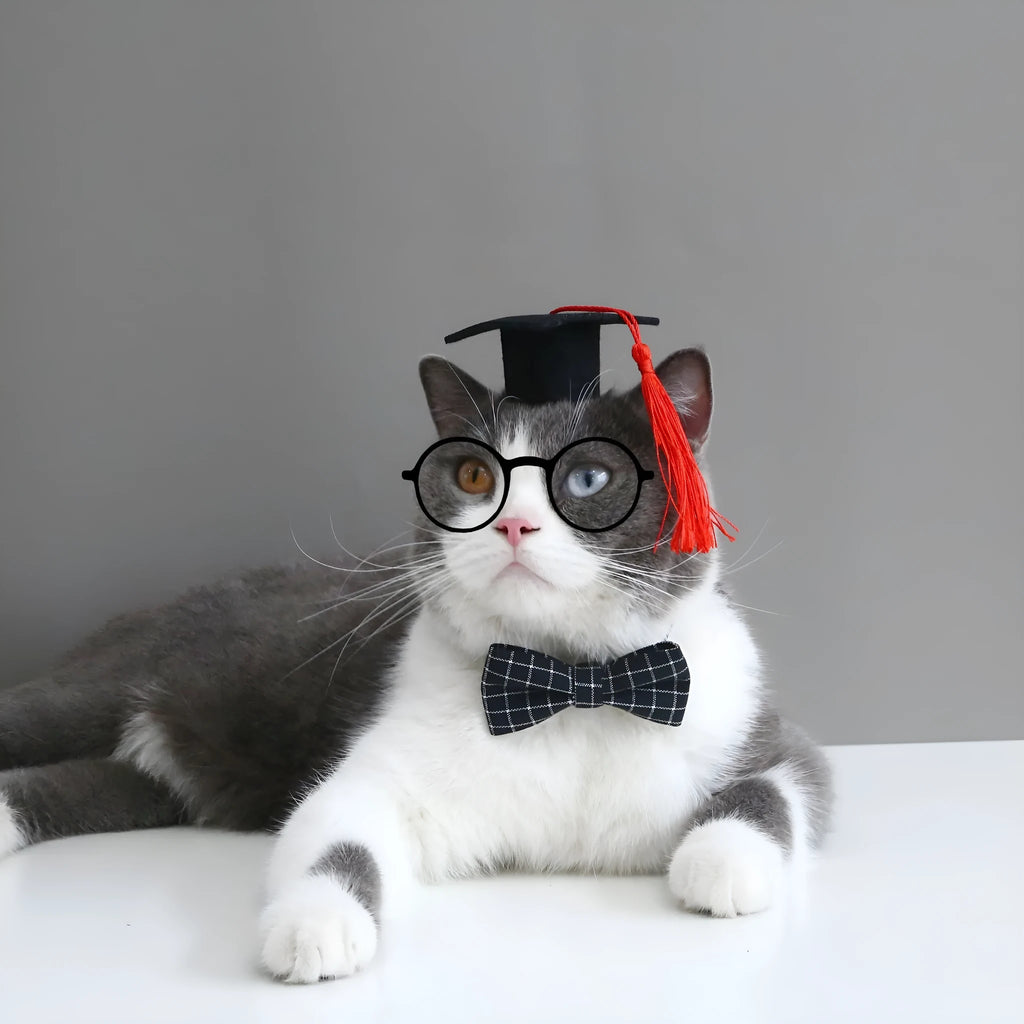 Yellow doctor's degree felt hair band and bow tie set on a small dog