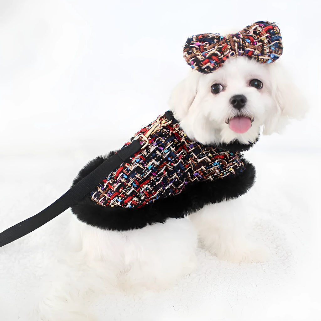 Small dog wearing fabric cape with matching beret, attached to chest strap and lead