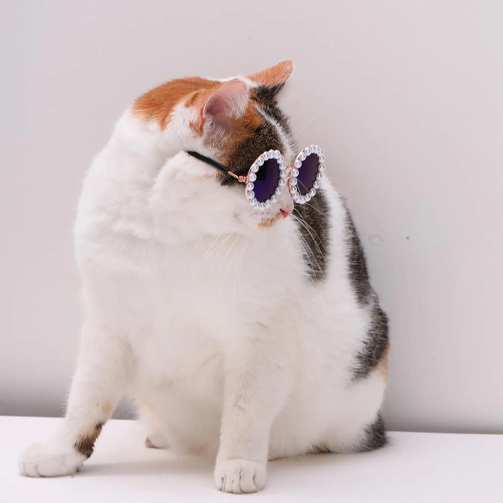 Pearl-rimmed round sunglasses on a pet dog, shown in blue colour.