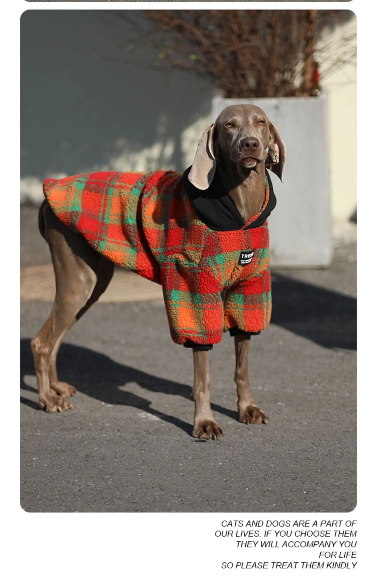 Thick warm casual dog clothing in green stripes for large breed cold weather wear