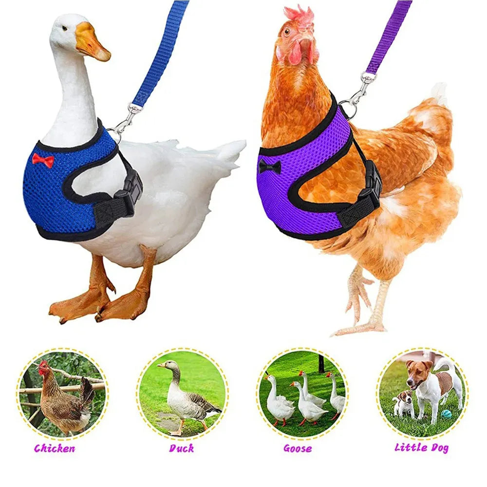 Poultry chicken wearing a blue vest harness and collar with a bow, attached to a 110cm lead.