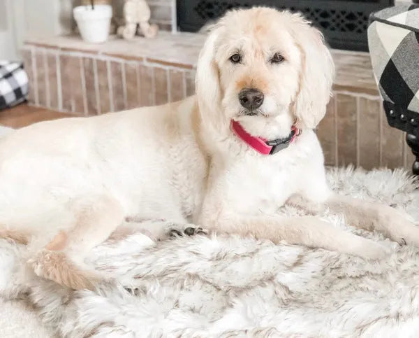 Beige rectangular pet dog plush mat with 4cm plush fabric on floor for indoor use
