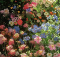 Packet of mixed wildflower seeds containing purpleflower holly leaf varieties for garden planting