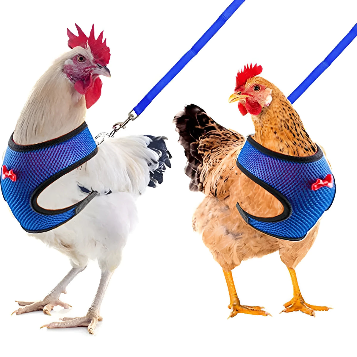 Poultry chicken wearing a blue vest harness and collar with a bow, attached to a 110cm lead.
