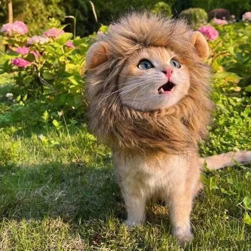 Lion mane wig for cats on a pet, showing fluffy artificial hair and plush ears with an adjustable band.