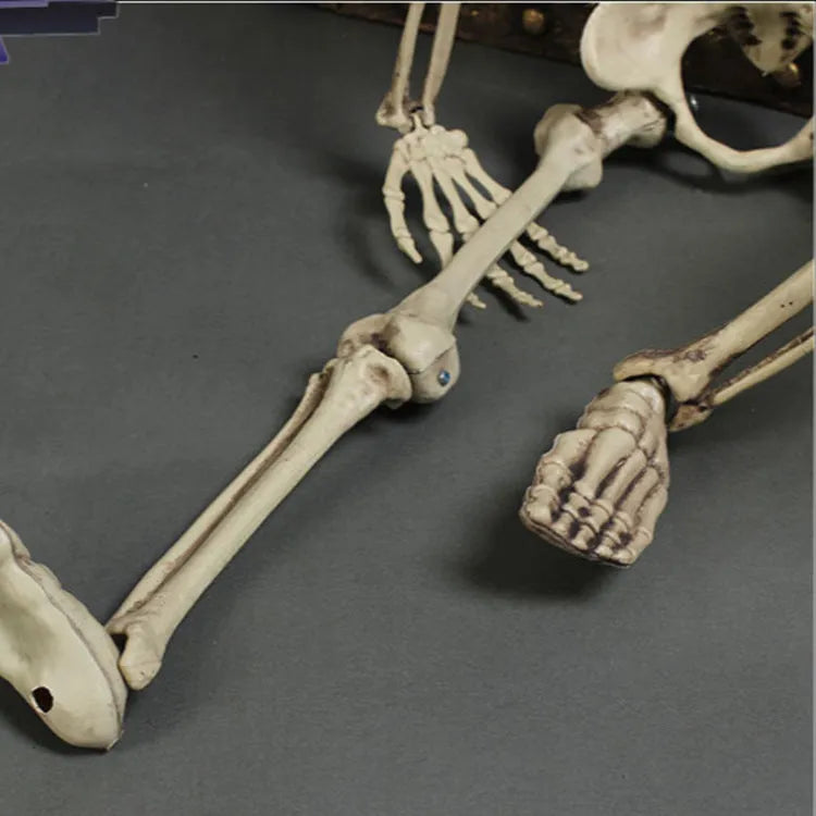 170cm tall plastic skeleton model with detailed skull for anatomical displays and Halloween decorations