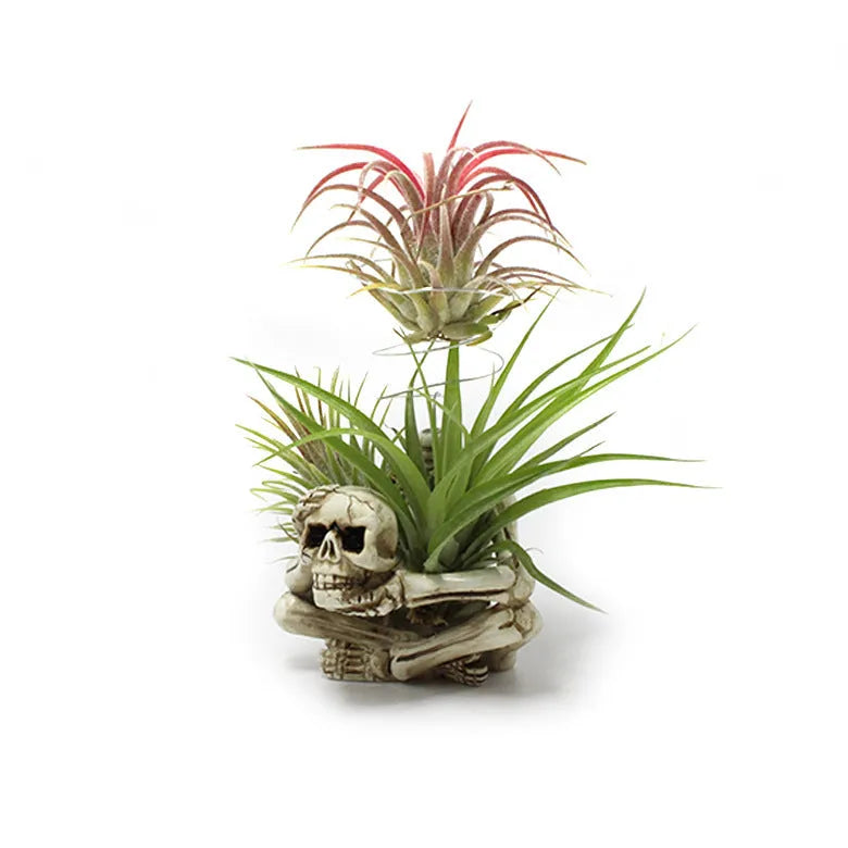 Gothic skull resin tillandsia bracket with iron stand for soilless air plant display