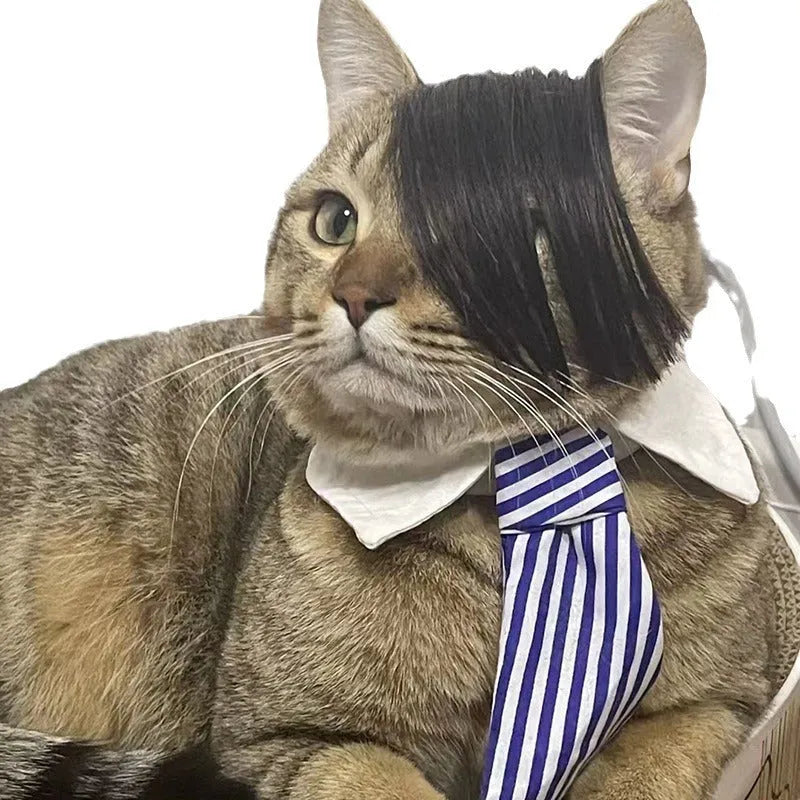 Black polyester fox tail wig placed on a cat for dress-up purposes