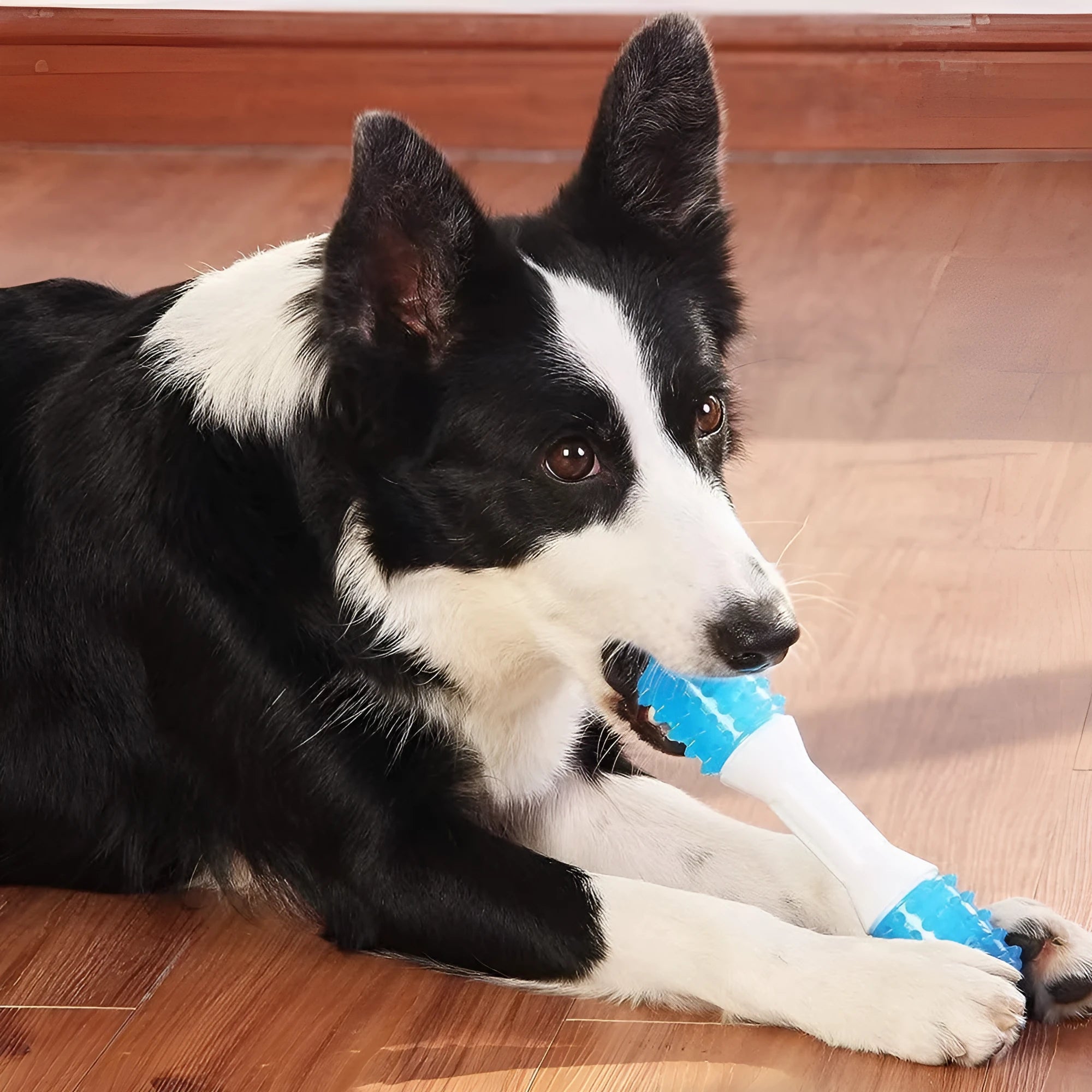 Dual-colour TPR and PU puppy teething chew toy for small to medium dogs.