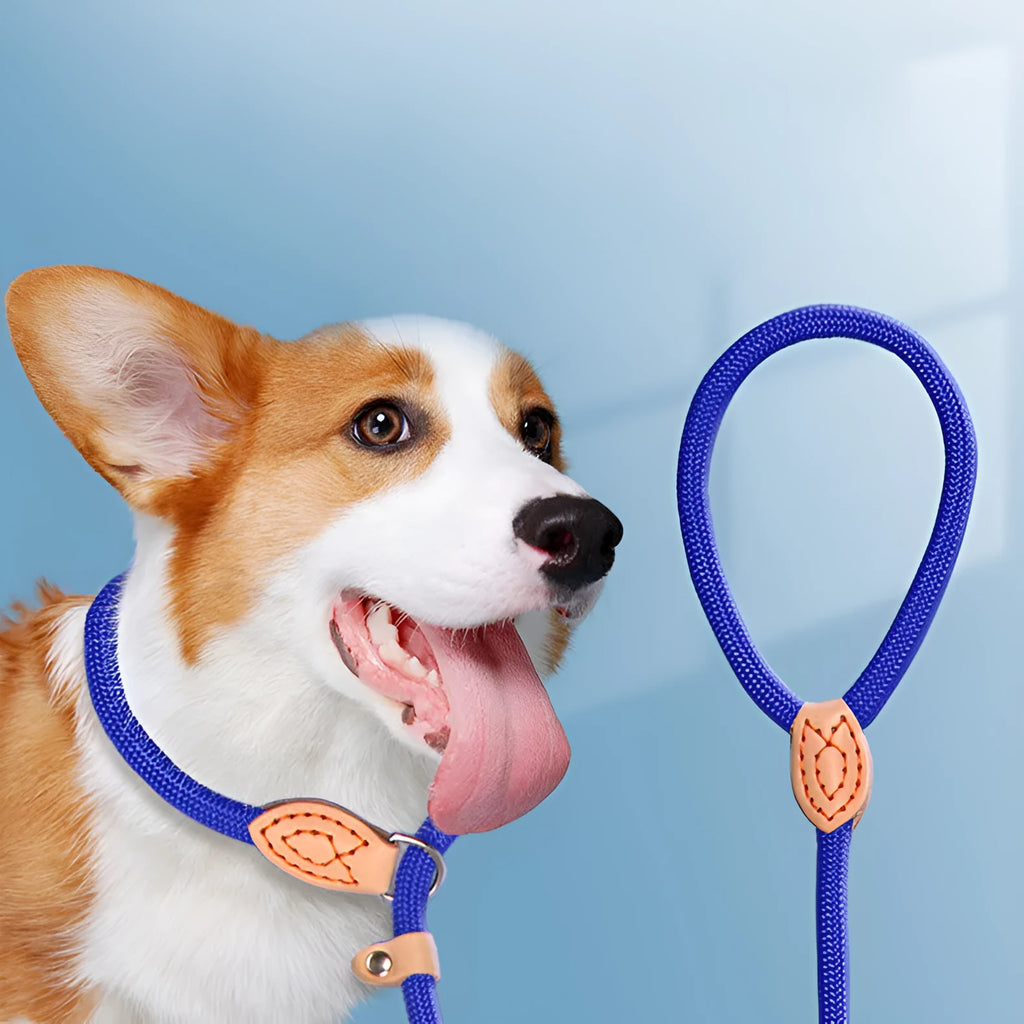 Dog training leash with integrated automatic tightening collar in multiple colour options