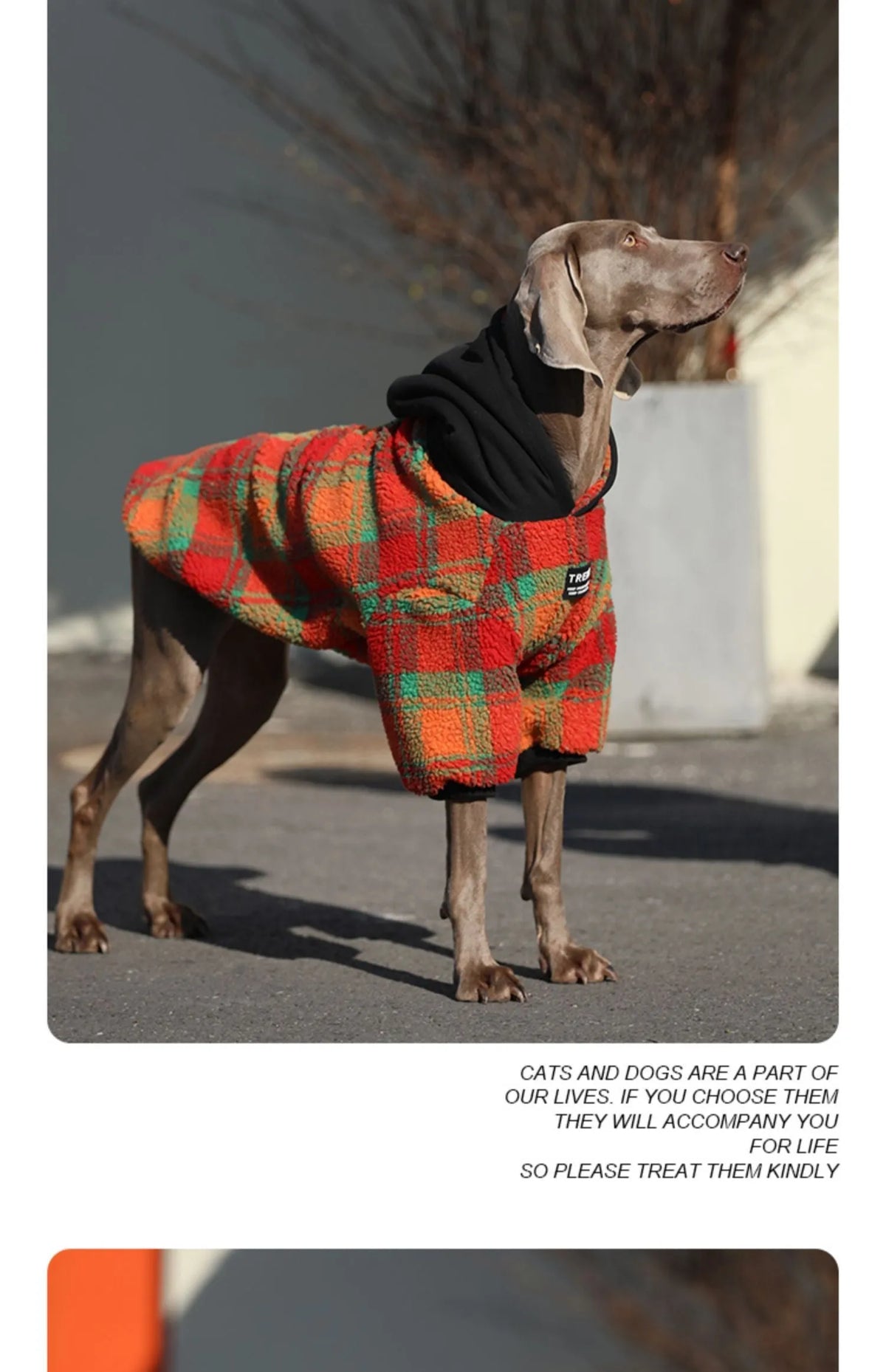 Thick warm casual dog clothing in green stripes for large breed cold weather wear