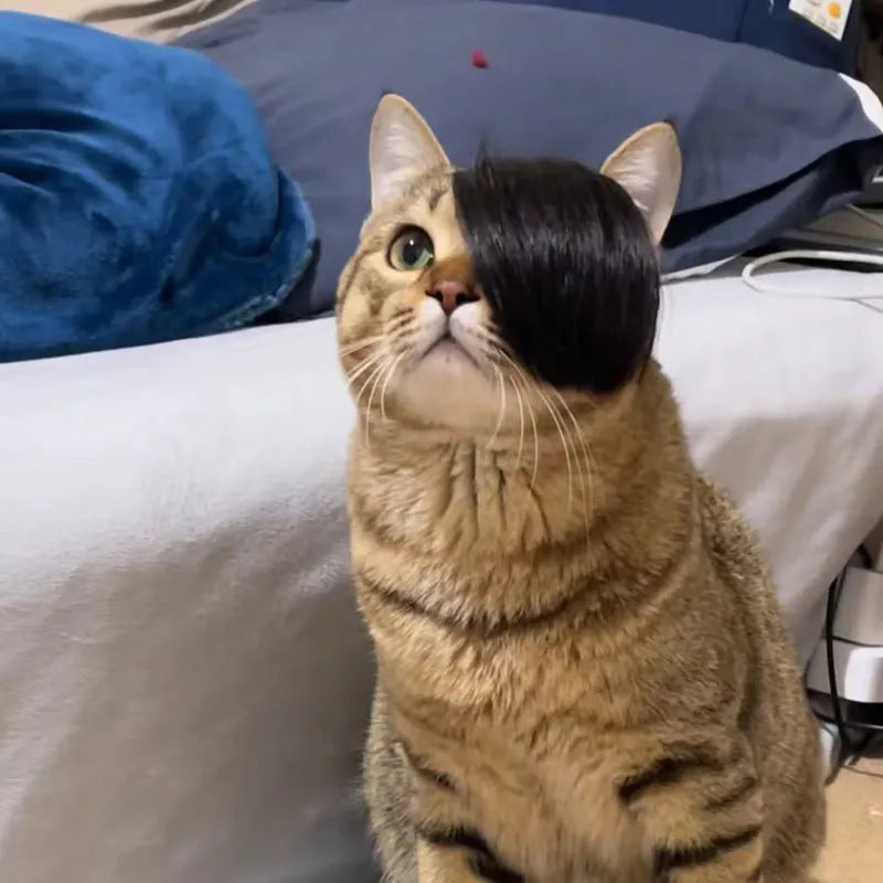 Black polyester fox tail wig placed on a cat for dress-up purposes