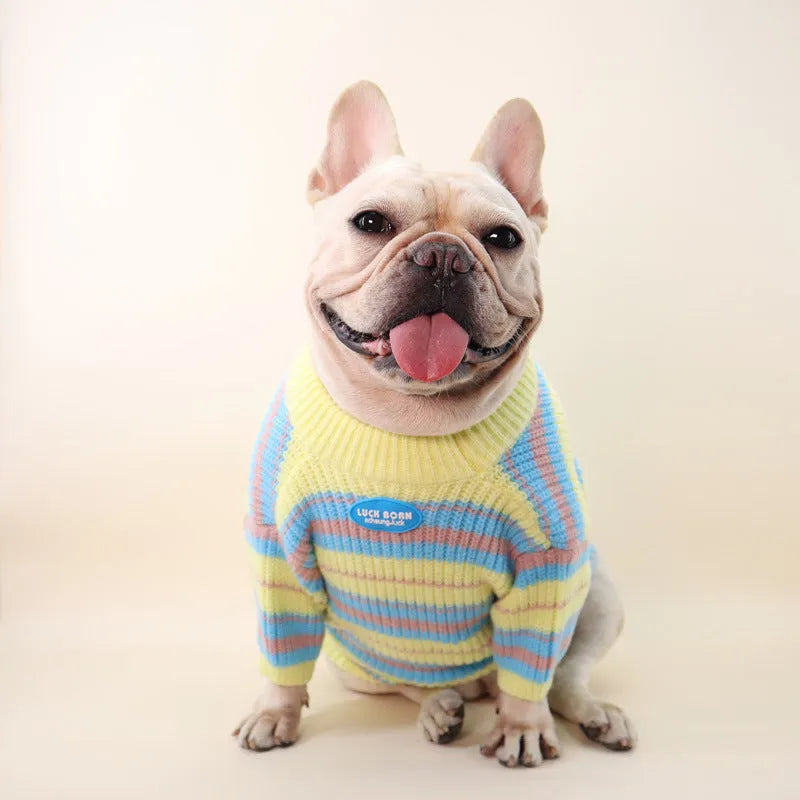 Blue and yellow striped wool dog jumper for small breeds including Xi Shi, Schnauzer, Bichon on mannequin