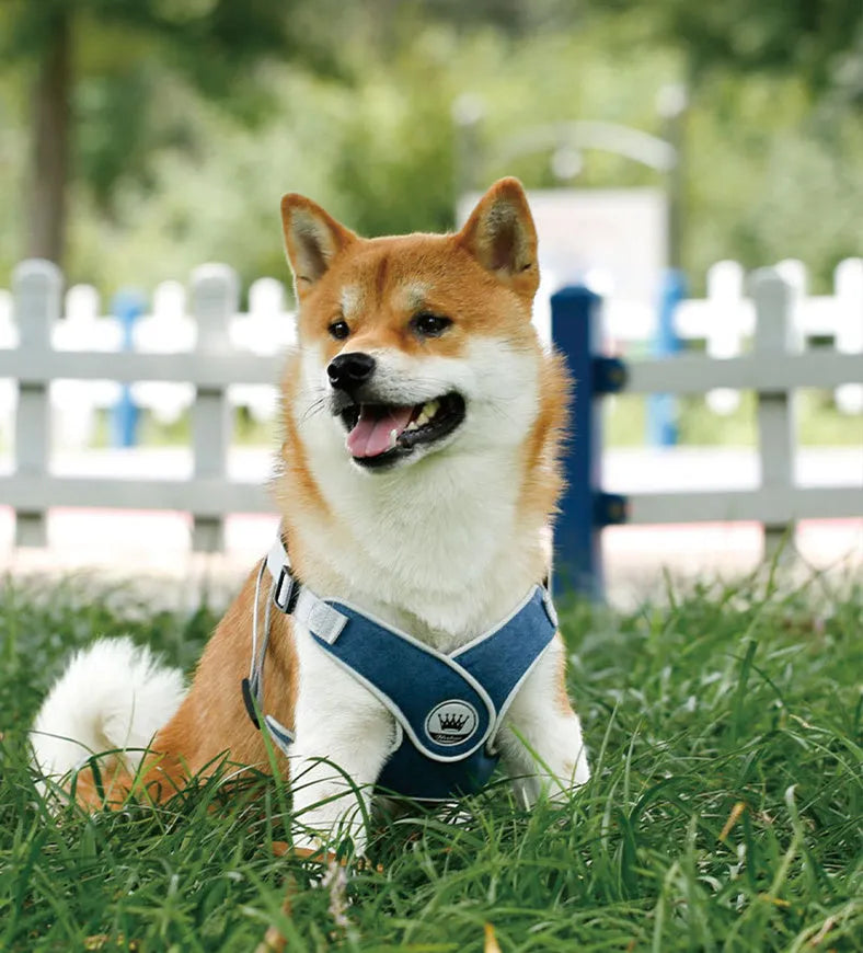 Adjustable breathable mesh dog harness with metal D-ring and attached leash in assorted colours.