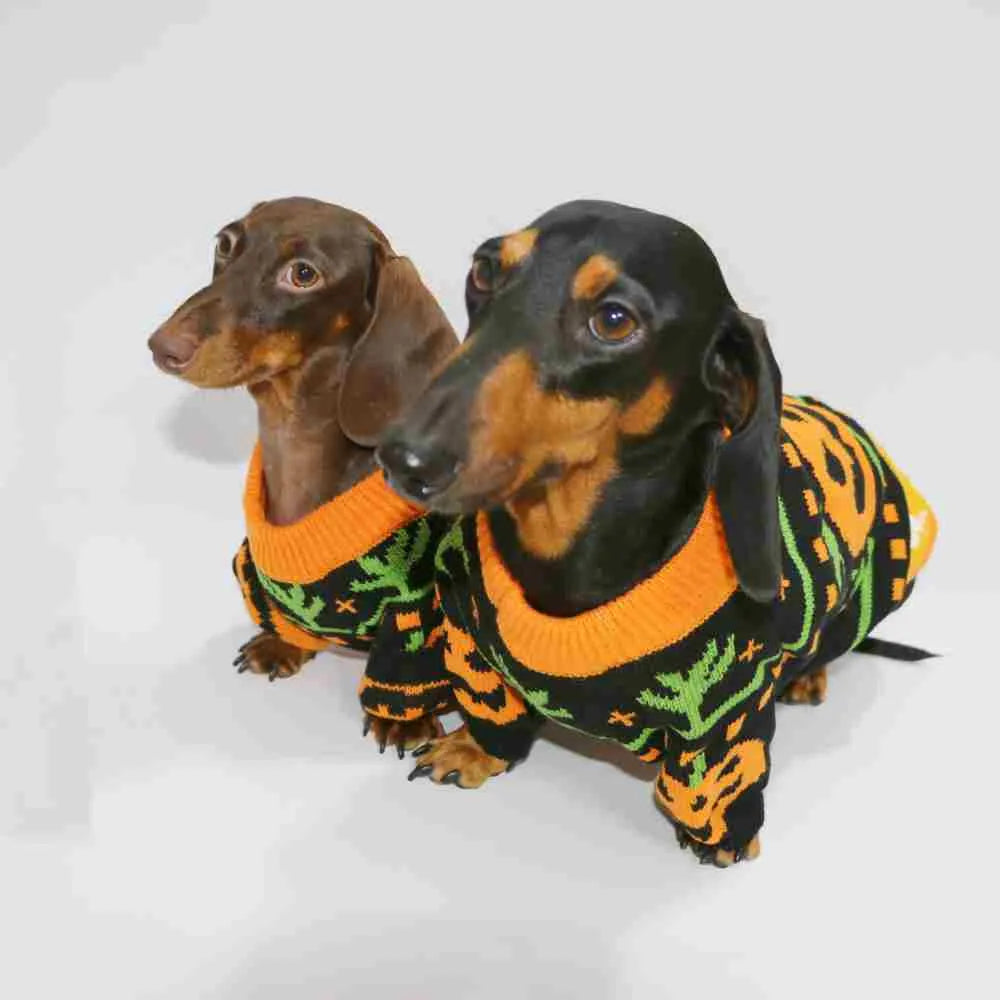 Pumpkin Halloween sweater for dogs and cats, polyester, sizes XS to XL, on a pet