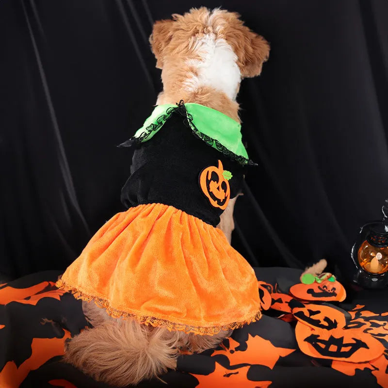 Pet dog wearing a classic orange pumpkin skirt Halloween costume made from Crystal Velvet fabric.