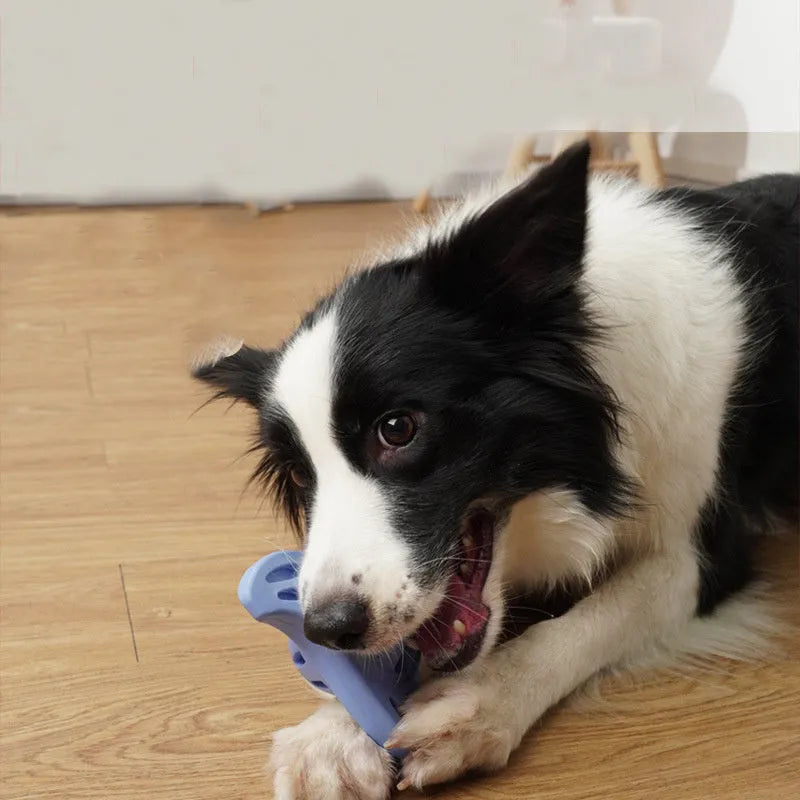 Blue boomerang molar dog chew toy for medium and large breed dogs