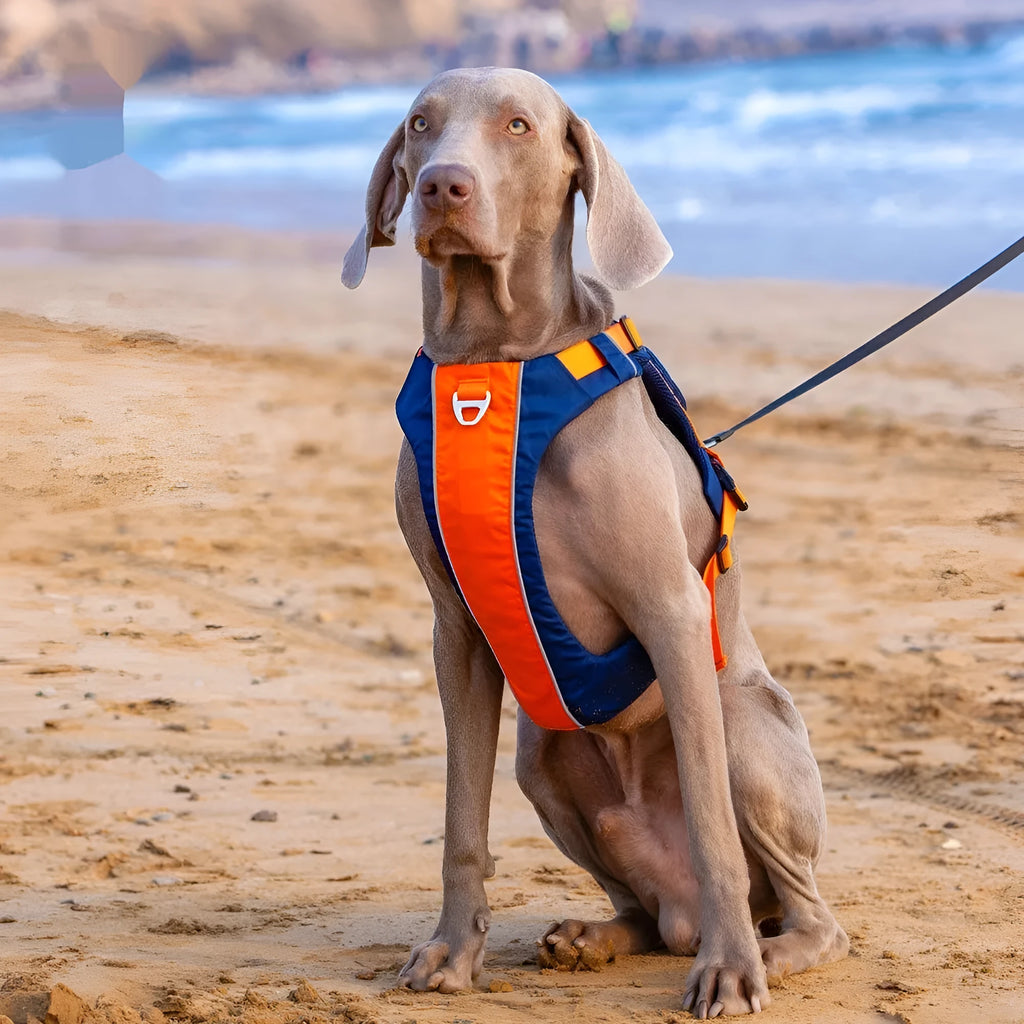 Orange blue vest style dog chest strap with hand rope attachment on medium sized dog