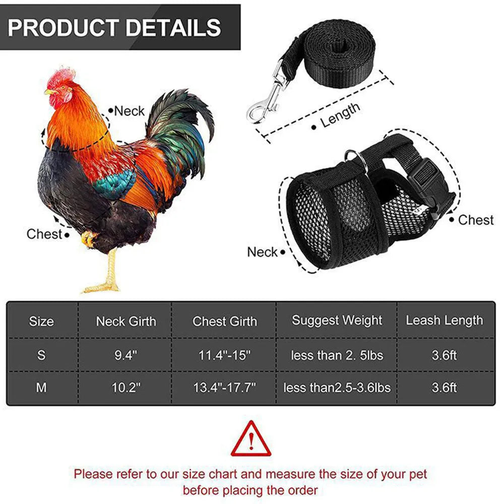 Poultry chicken wearing a blue vest harness and collar with a bow, attached to a 110cm lead.