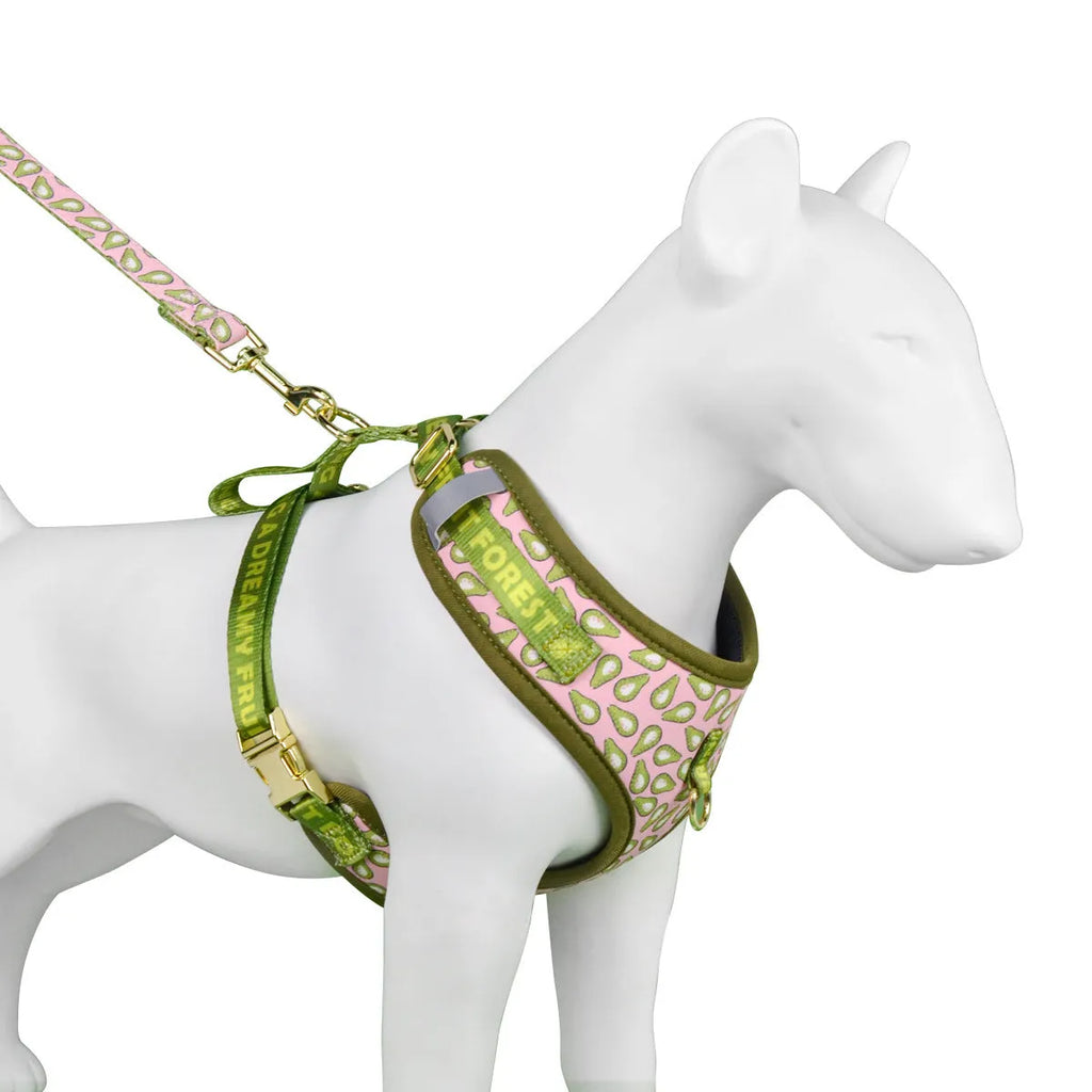 Colourful adjustable polyester haulage rope and harness set for medium or large dogs on a white background.