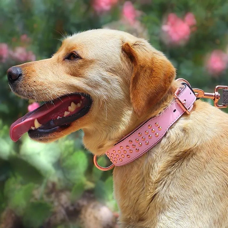 Leather dog training collar with stainless steel anti-bite rivets in black, chocolate, or pink colour options