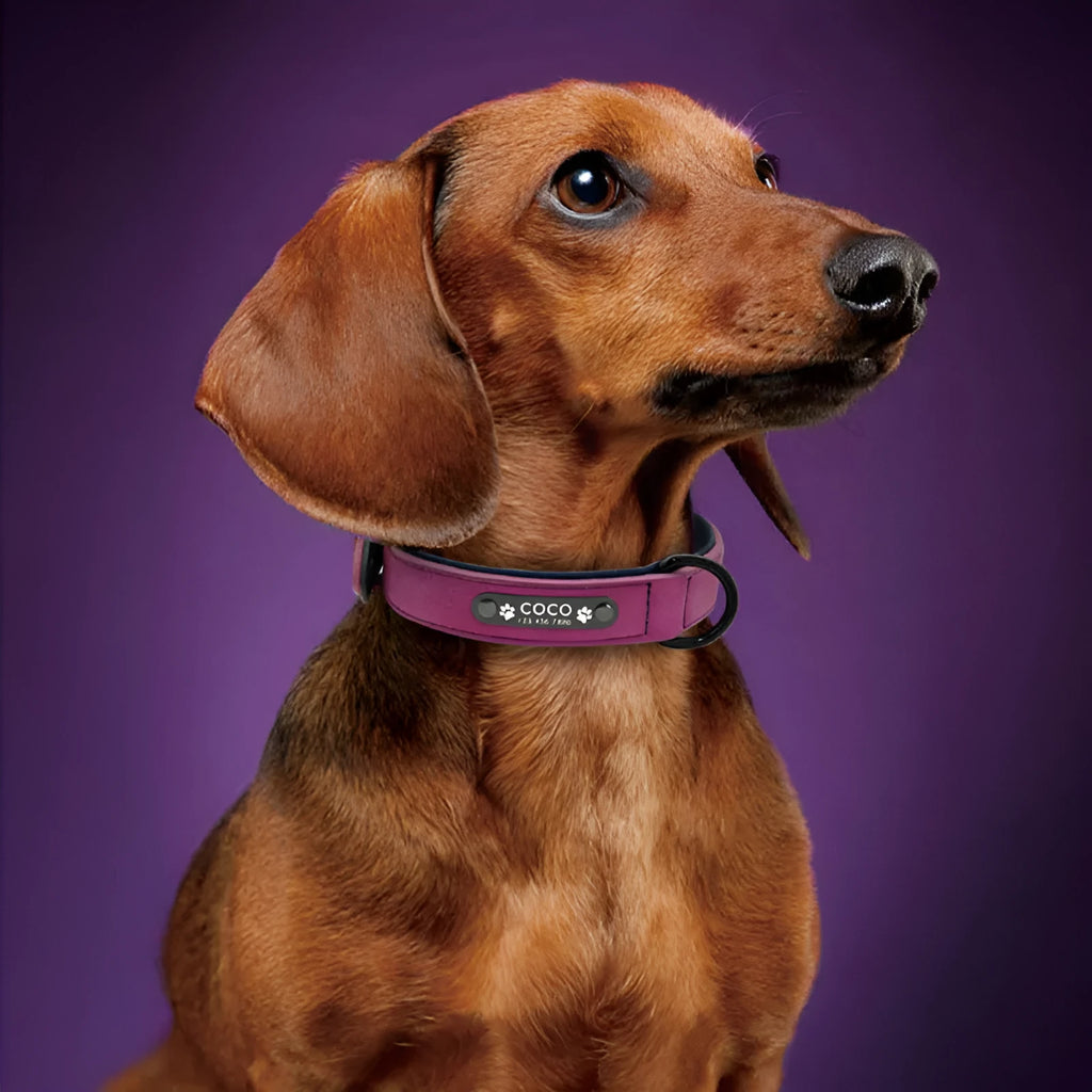 Leather anti-loss dog collar in black, grey, navy blue, brown, pink, green or purple, sizes XS to XL