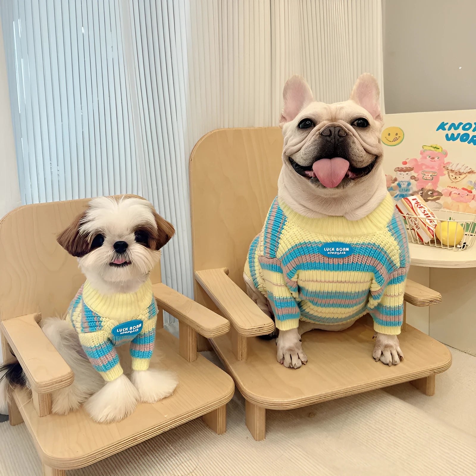 Blue and yellow striped wool dog jumper for small breeds including Xi Shi, Schnauzer, Bichon on mannequin