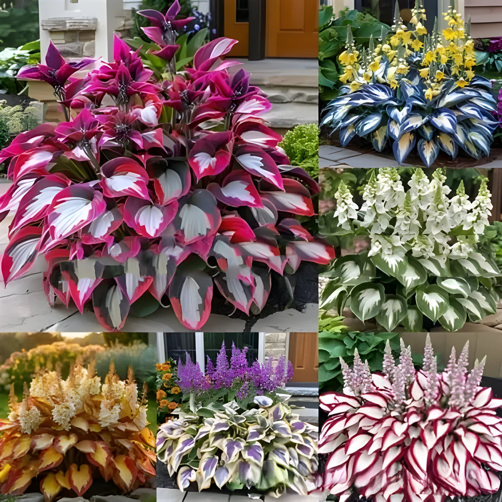 Packet of Coloured Leaves Jade Barrettes flower seeds containing 50 seeds for potted plant growth.