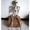 170cm tall plastic skeleton model with detailed skull for anatomical displays and Halloween decorations