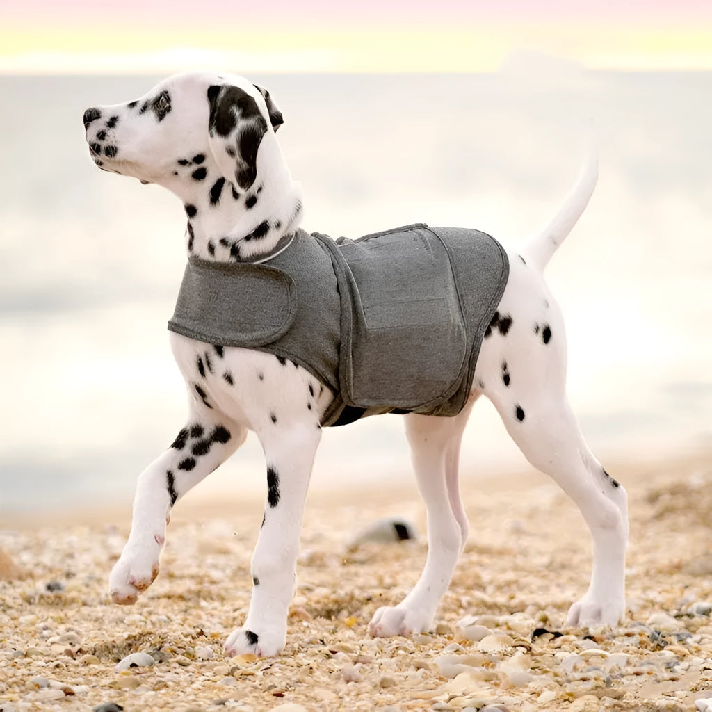 Heather Grey dog anxiety pressure vest made of brocade cotton ponte-de-roma on a medium-sized dog
