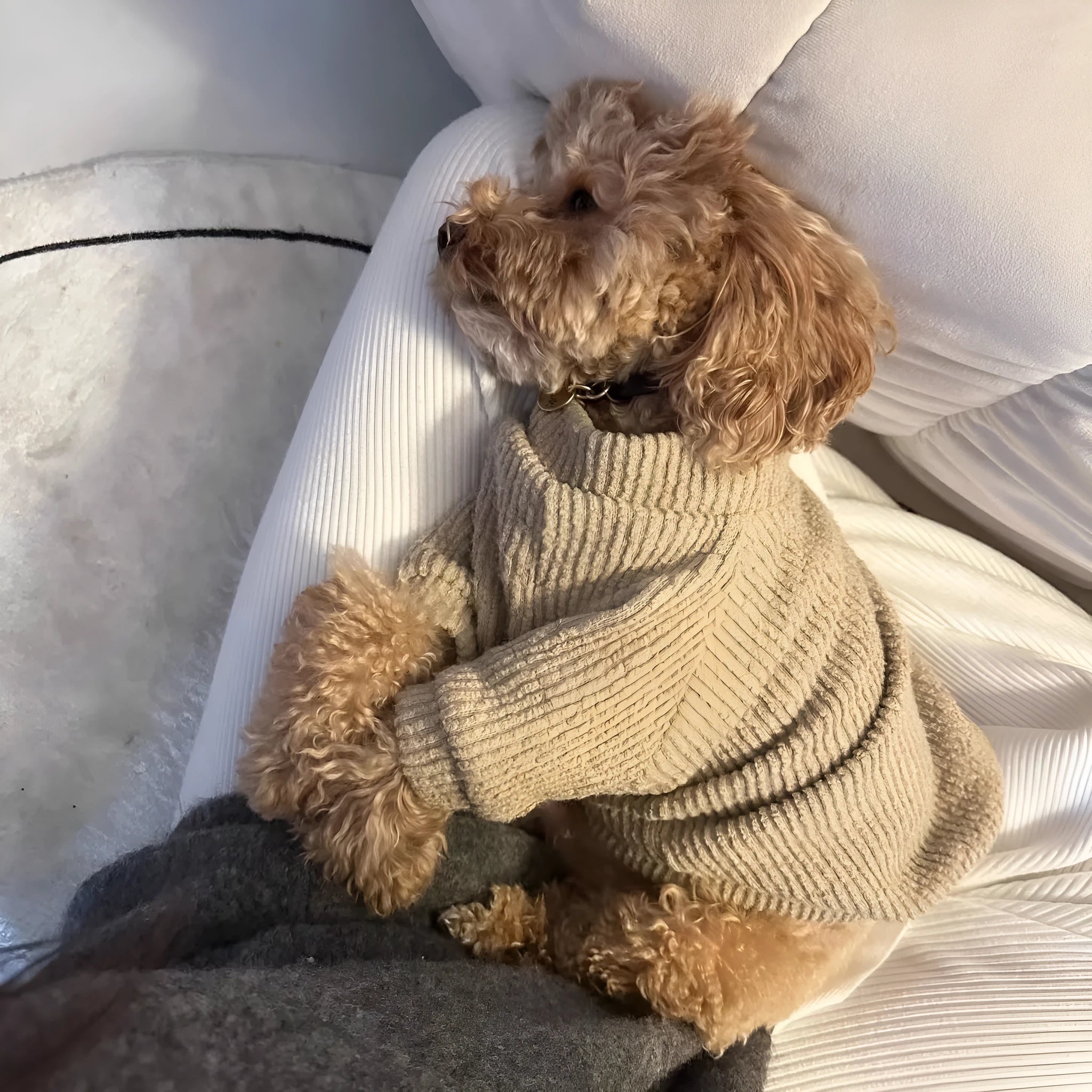 Brown cloth dog sweater pullover for small breed dog on a white background
