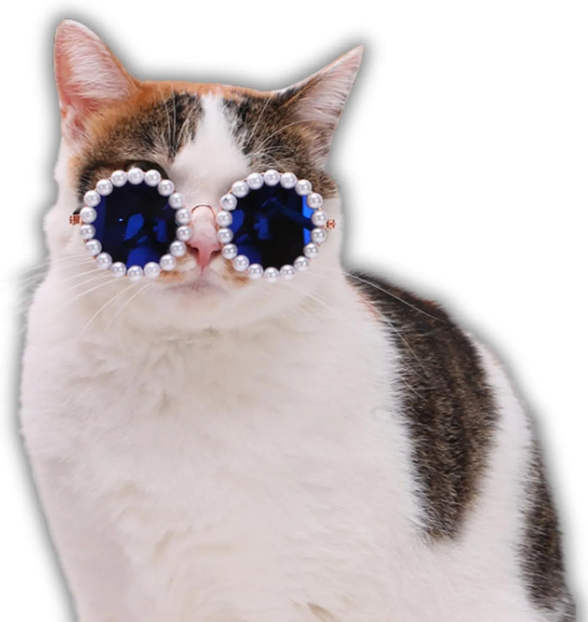 Pearl-rimmed round sunglasses on a pet dog, shown in blue colour.