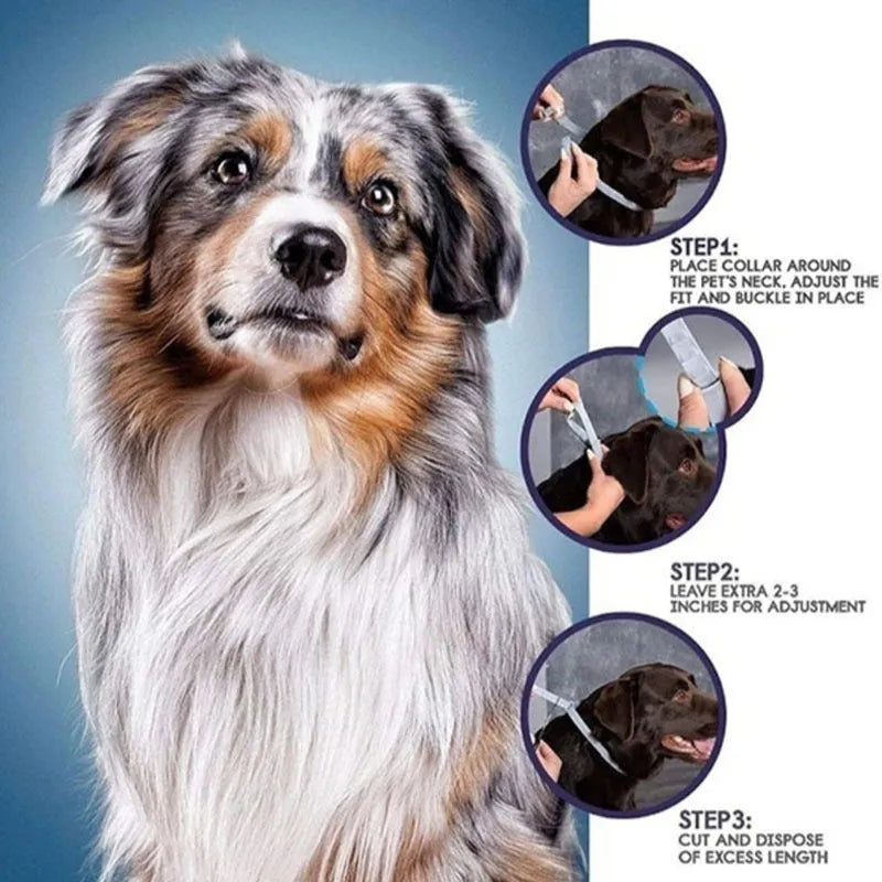 Rainbow-boxed plastic flea and anti-lice collar for cats or dogs, showing 38cm and 62cm size options.
