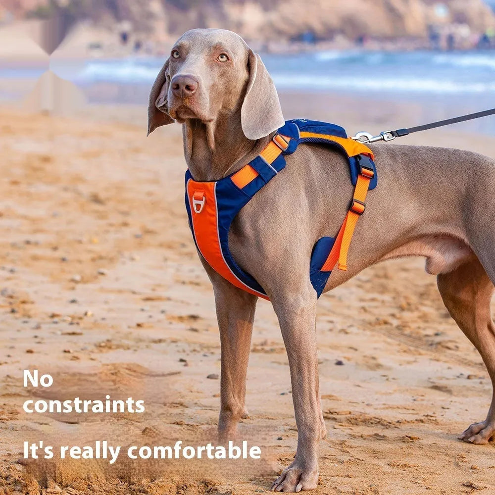 Orange blue vest style dog chest strap with hand rope attachment on medium sized dog