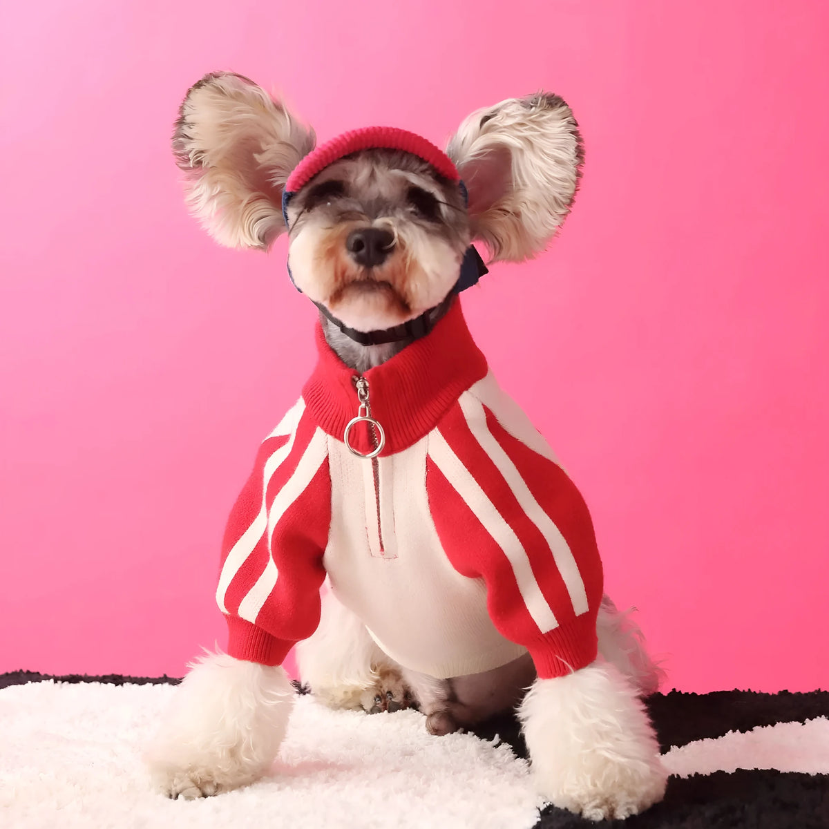 Red wool dog cardigan sweater shown on canine model with front opening and casual sports style