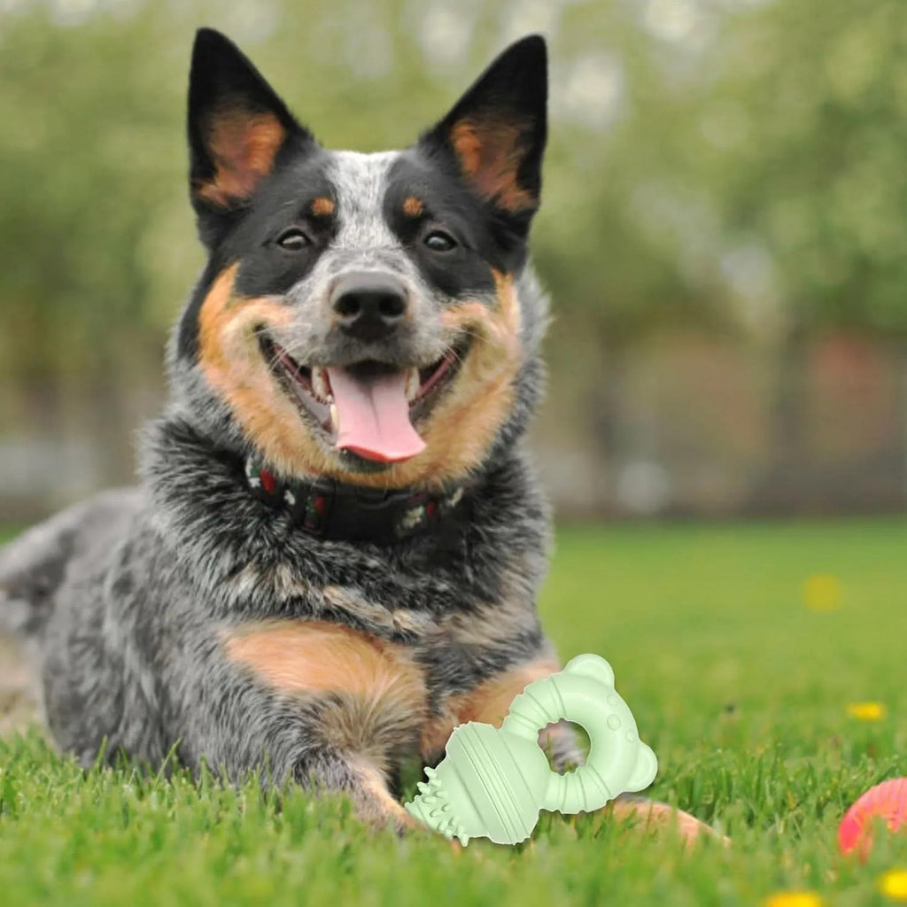 Blue rubber dog chew toy with textured surface and bell for teeth cleaning