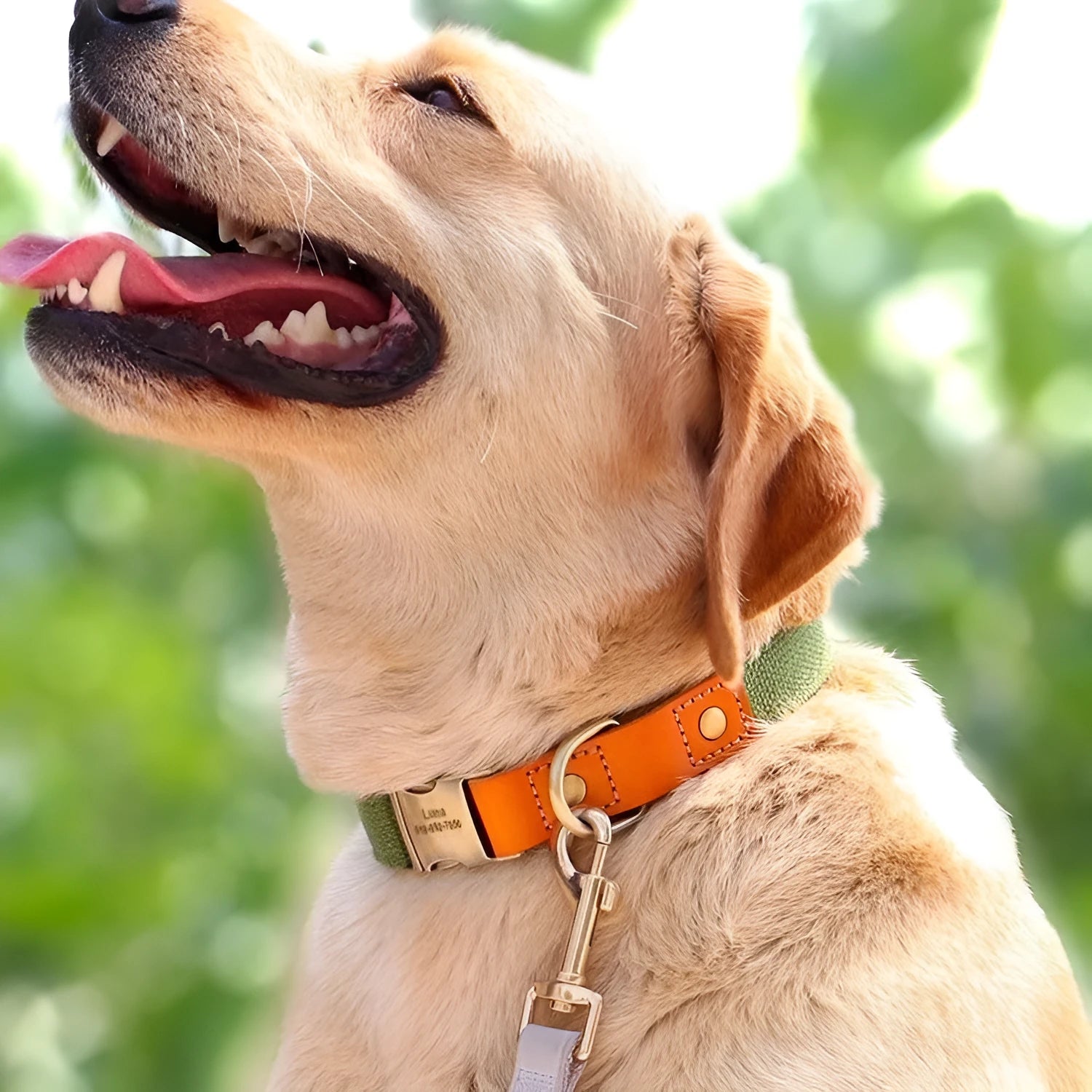 Small dog mohair collar and leash set in Mo Landi colours with matching lettering detail