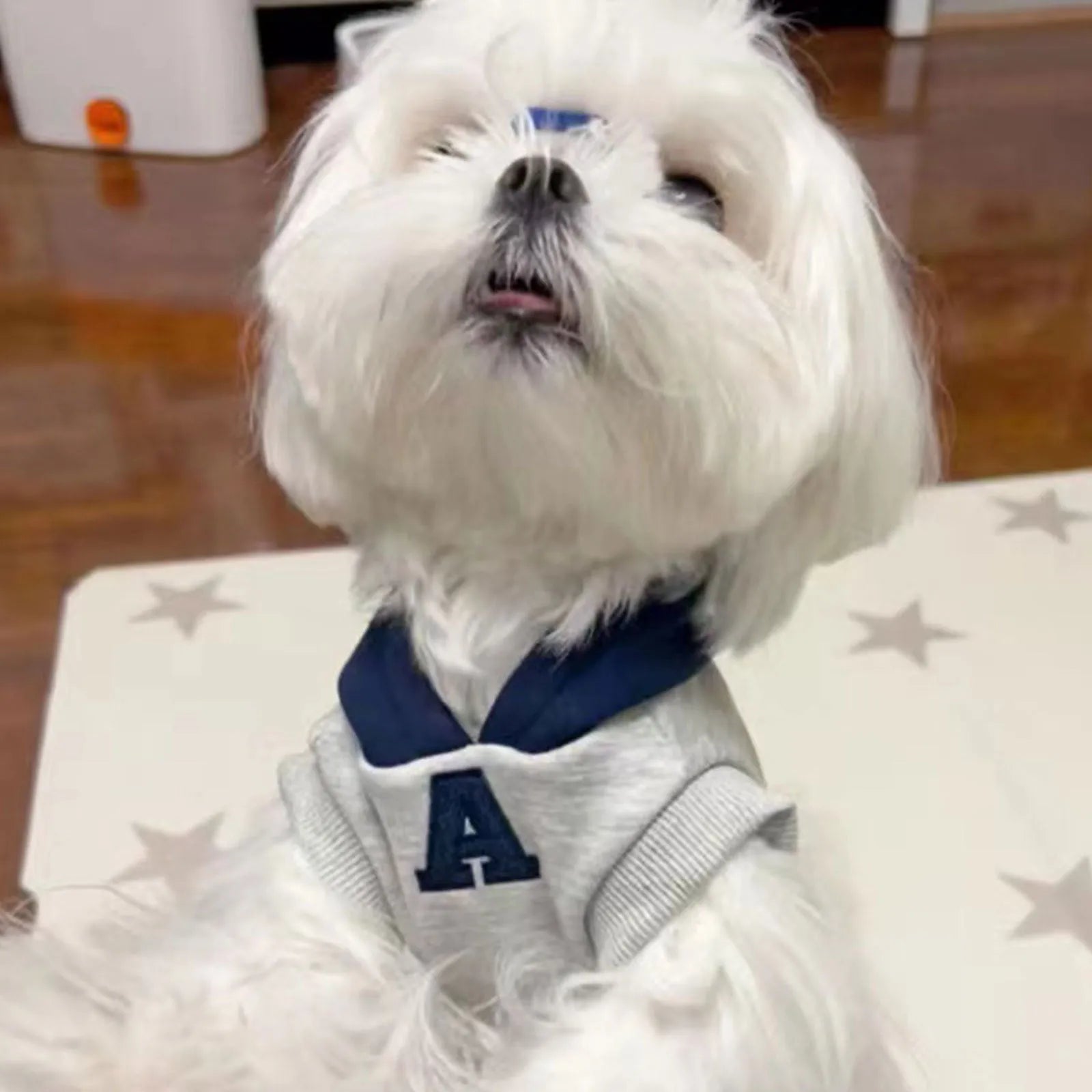 Blue polyester pet hoodie for dogs or cats with reflective white letters, slim-fitting design.