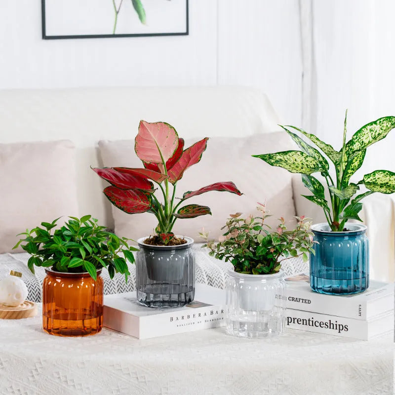 Self-absorbent transparent plastic resin hydroponic flowerpot for small green plants and succulents
