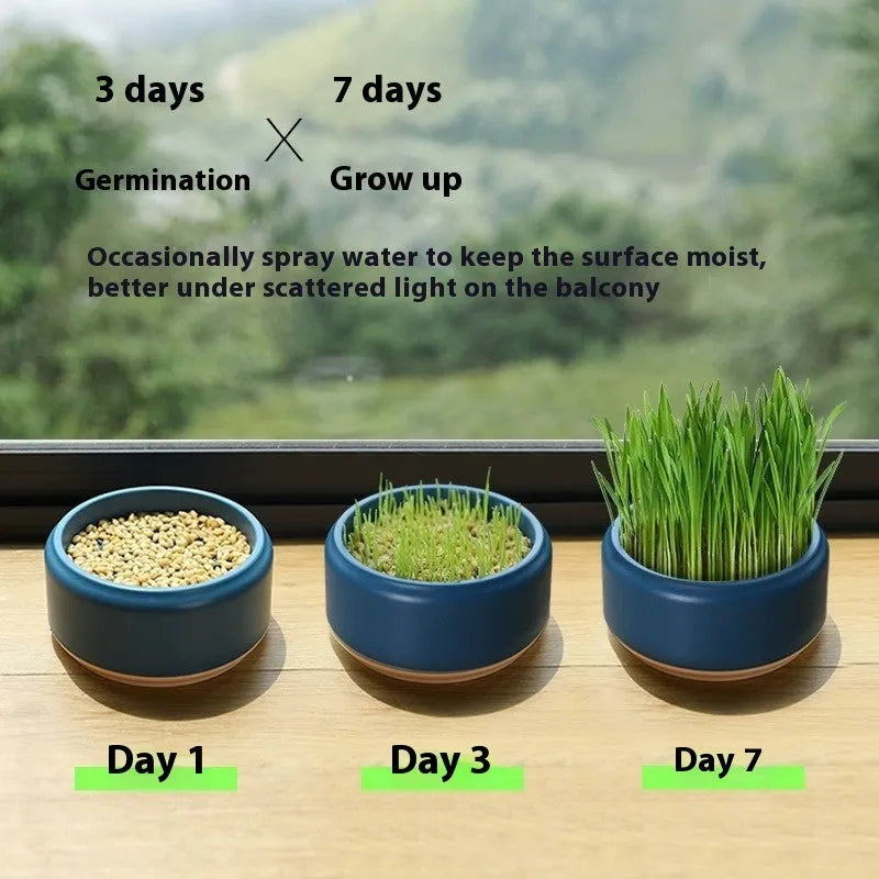 Hydroponic cat grass kit with biodegradable cup and five seed packets for indoor growing