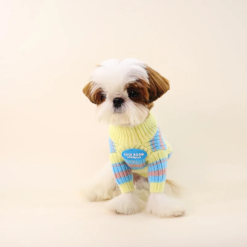 Blue and yellow striped wool dog jumper for small breeds including Xi Shi, Schnauzer, Bichon on mannequin