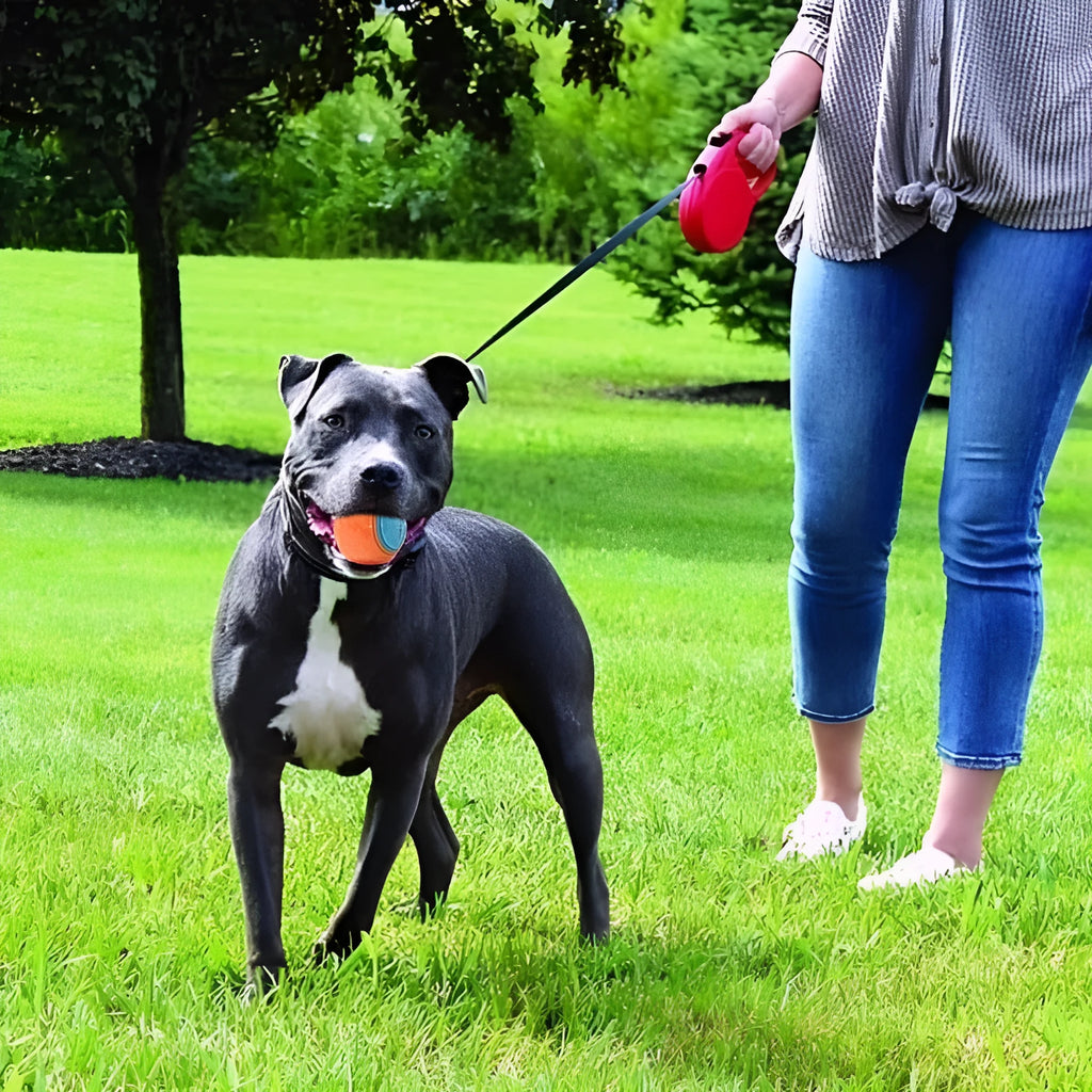 TPR dog training ball with squeaker and molar ridge texture in assorted colours