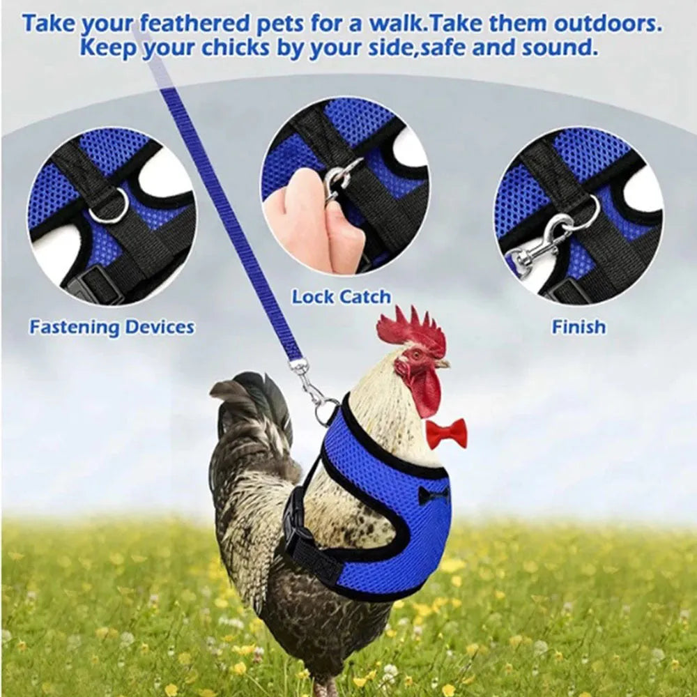 Poultry chicken wearing a blue vest harness and collar with a bow, attached to a 110cm lead.