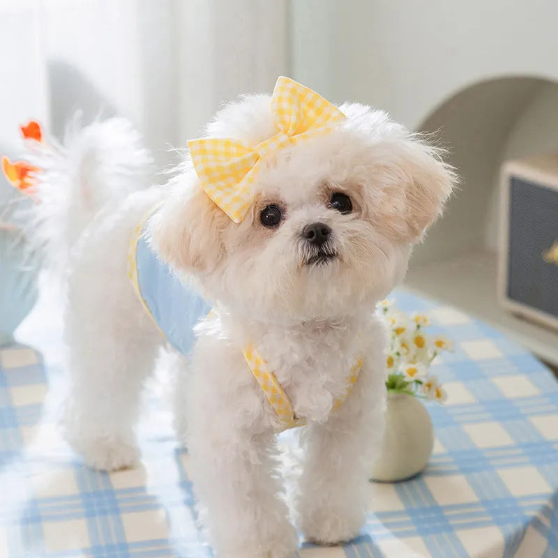 Small dog wearing a blue elastic vest with a white heart and bow suspenders decoration.