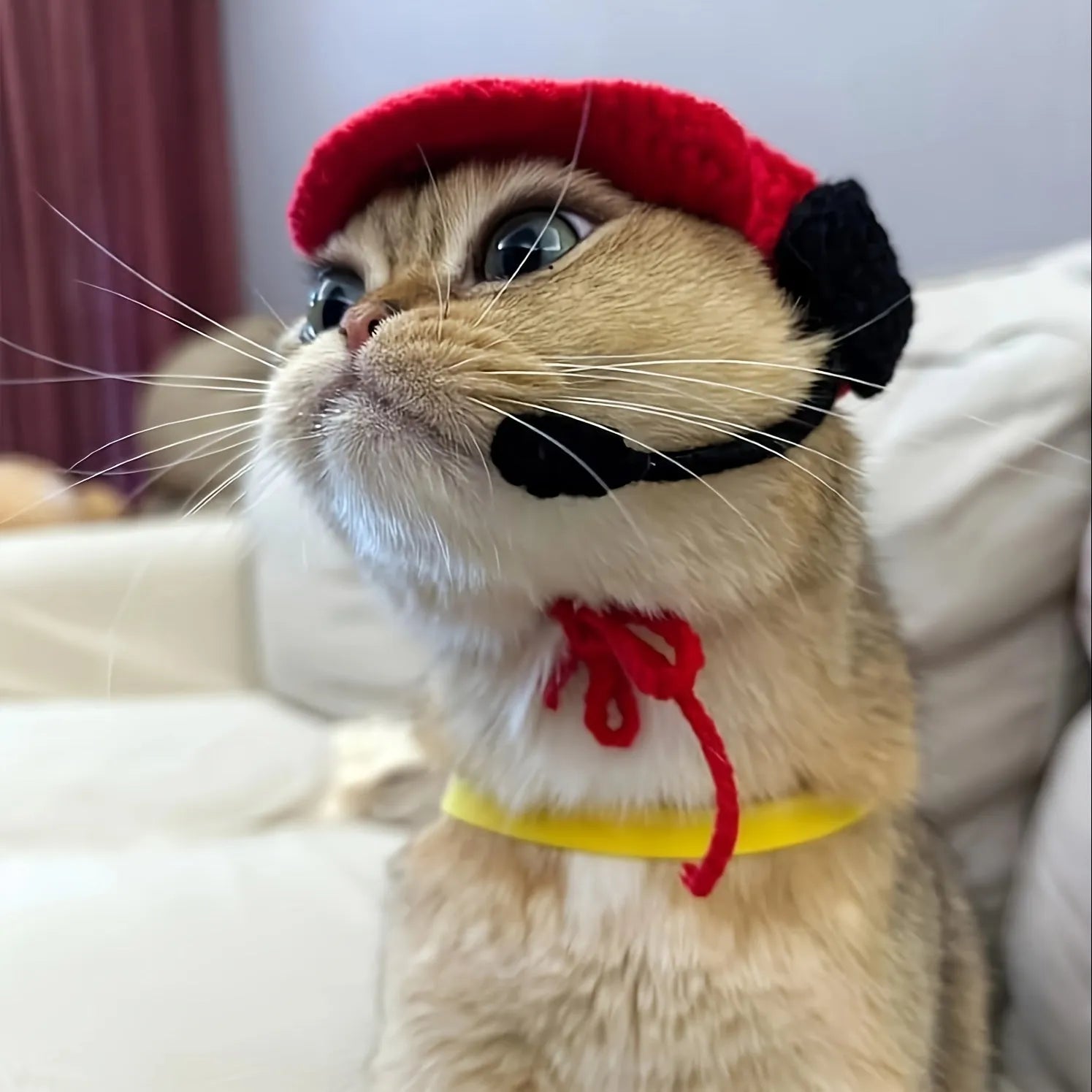 Handmade knitted cotton sweater and chef hat outfit on a small cat for a birthday party.